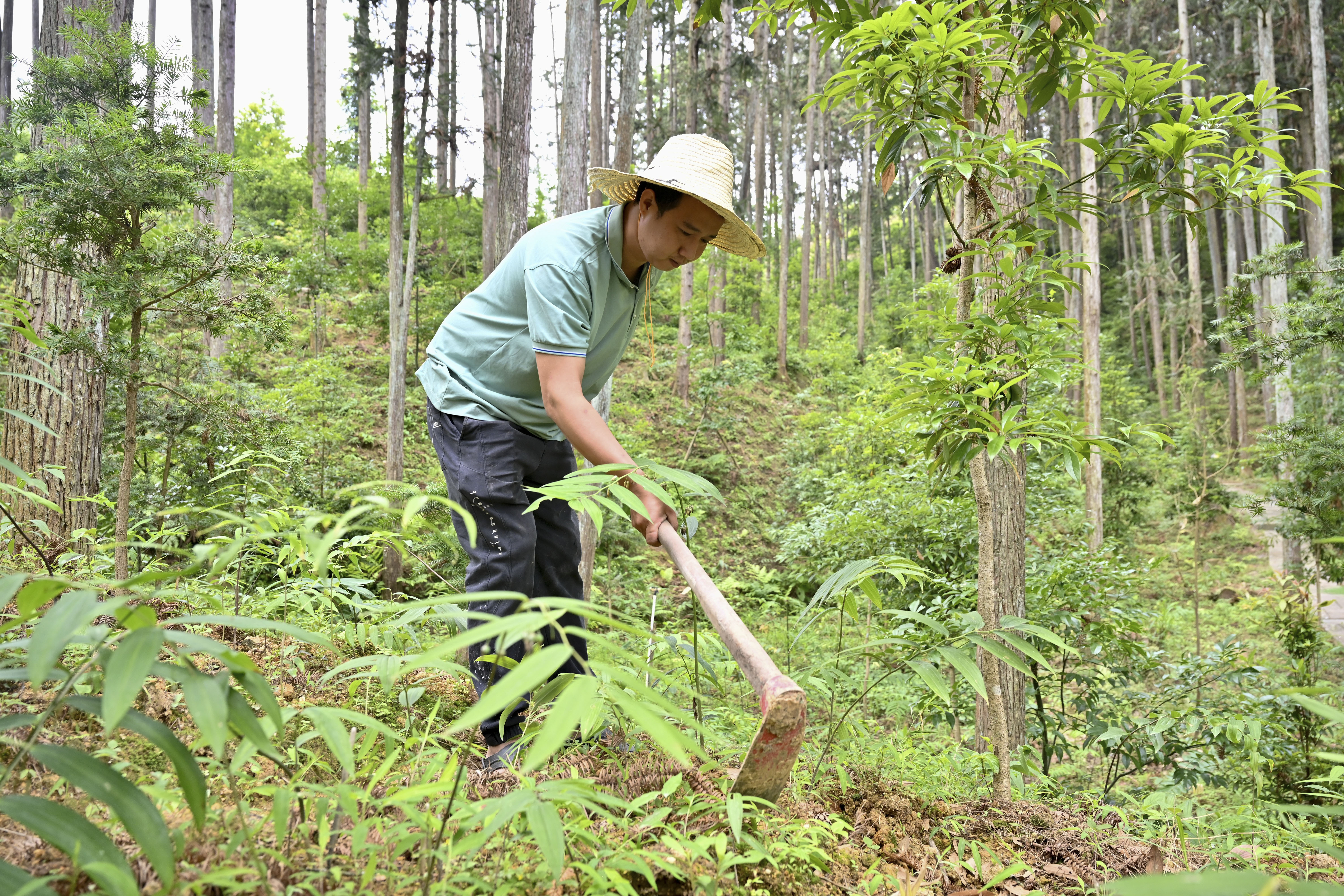2024年5月9日，福建省三明市馬巖林下經(jīng)濟種植示范基地工人在管理林下種植的多花黃精。