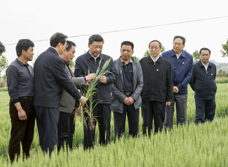 2016年4月25日下午，習(xí)近平在安徽滁州市鳳陽縣小崗村察看小麥長勢。左一為種糧大戶程夕兵。新華社記者 李學(xué)仁 攝